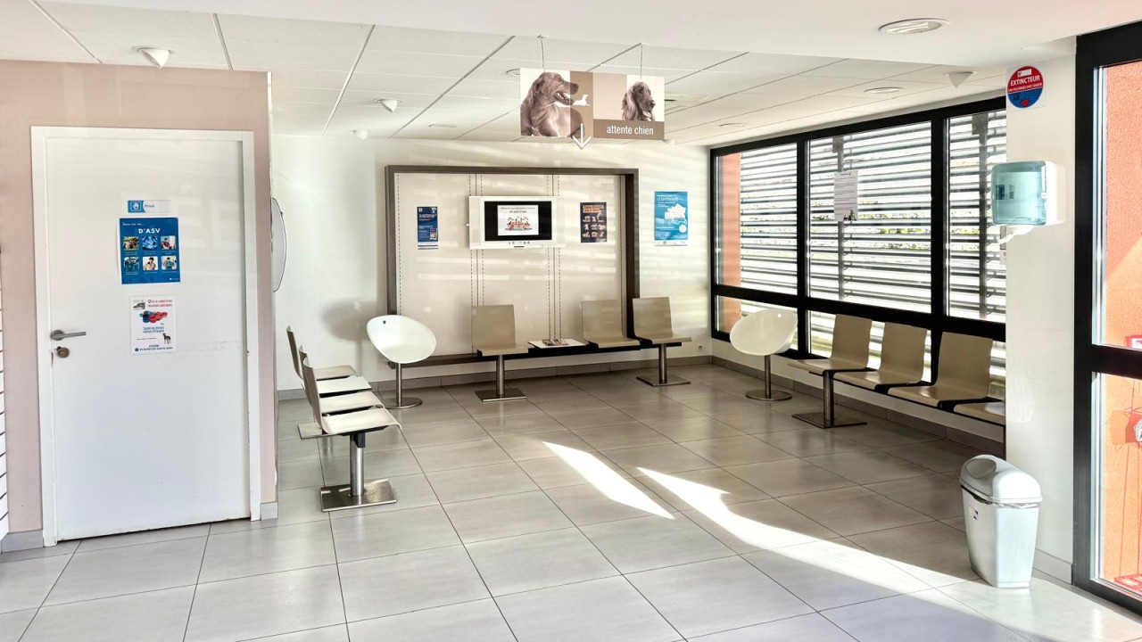 salle d'attente pour les chiens