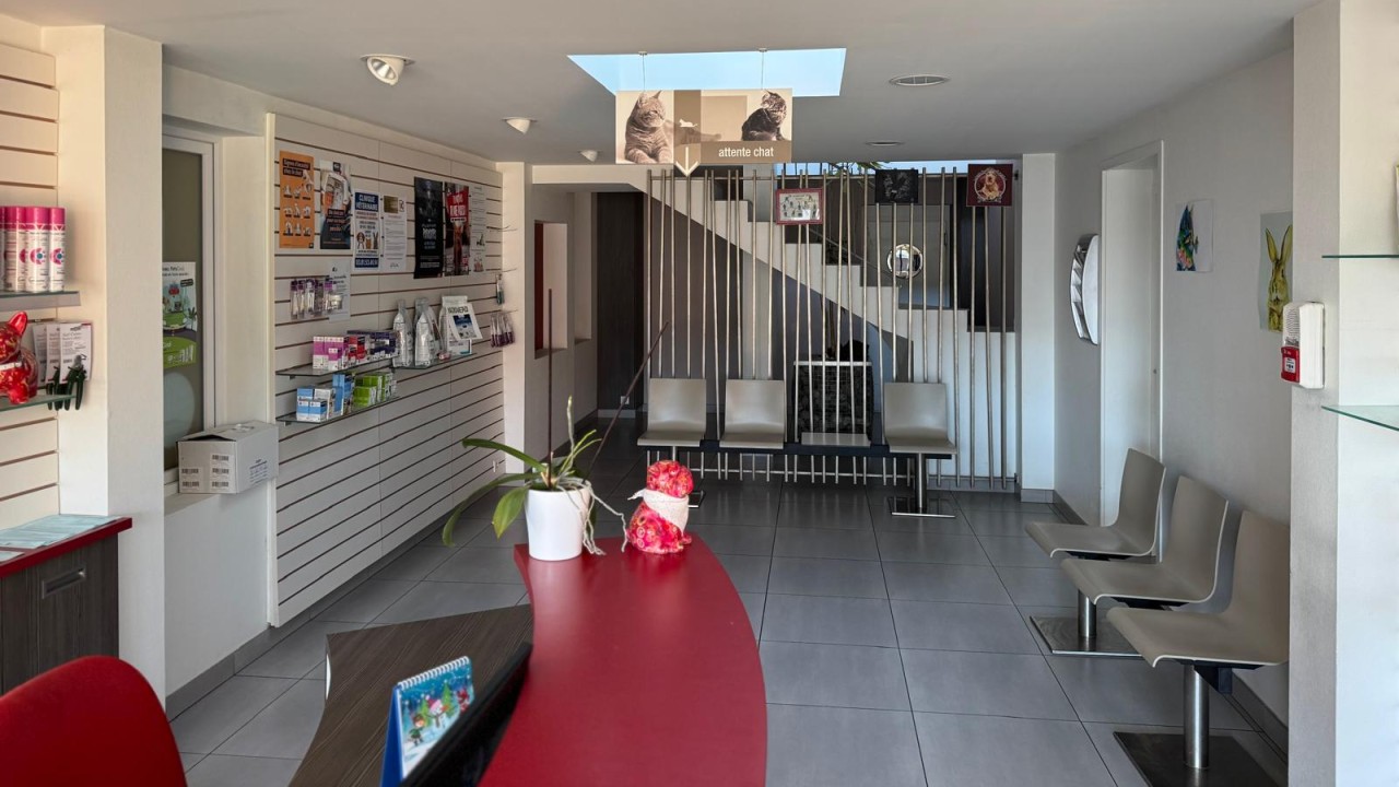 salle d'attente pour les chats