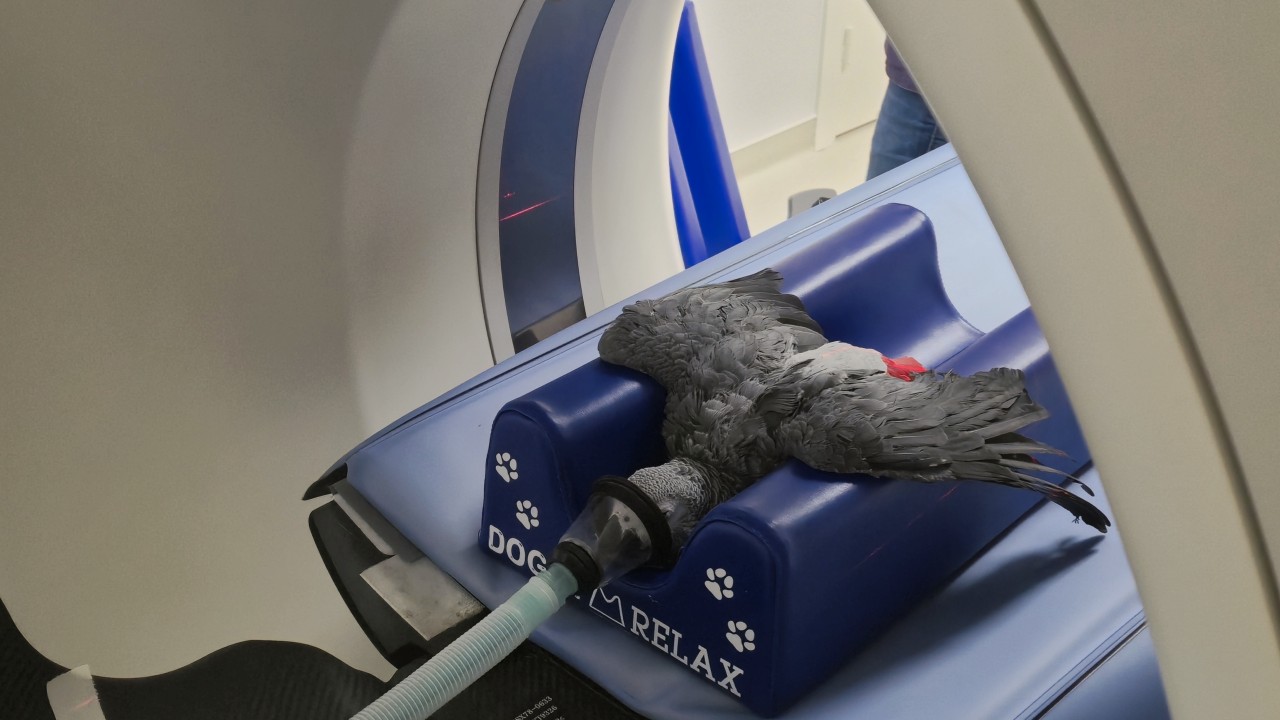 Scanner oiseau (Gris du Gabon)